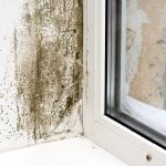 Mold Damage